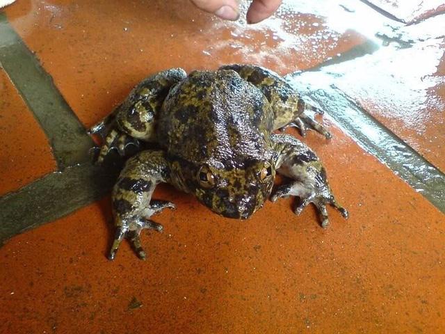 Cơn sốt thần dược ếch đại gia, đặc sản tiến Vua xưa ở Việt Nam-1