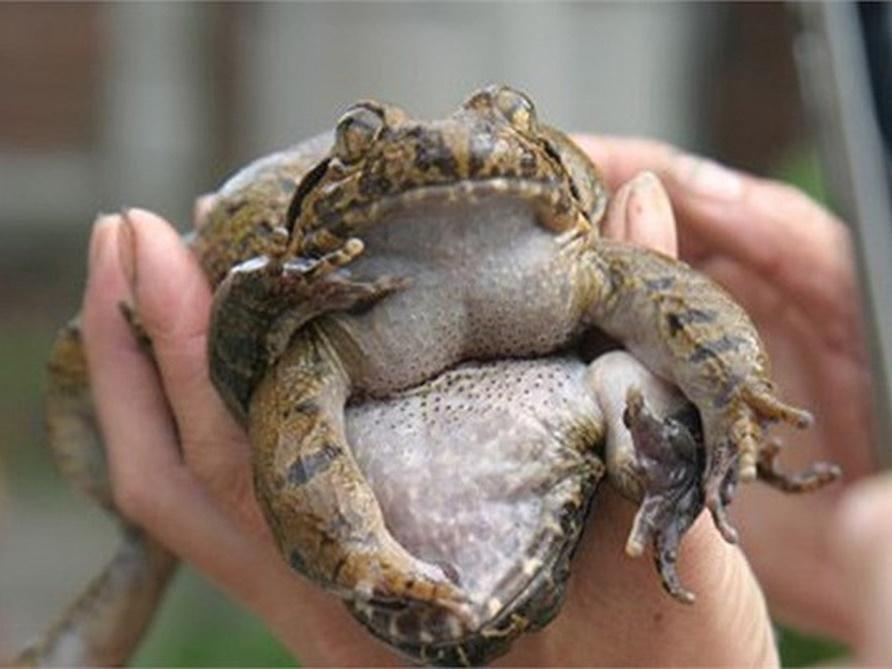 Côn trùng chúa đáng sợ: Thần dược, dân Hà thành săn ngâm rượu tẩm bổ-4