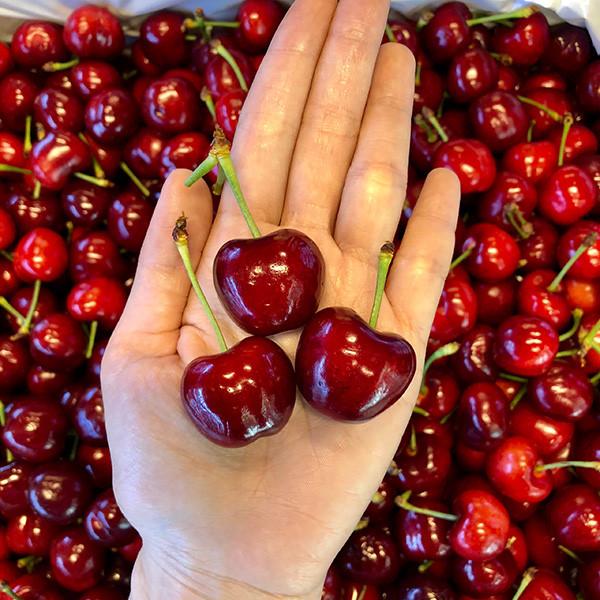 Nho 11 triệu đồng/chùm, dưa hấu 4 triệu/quả vẫn hút giới nhà giàu Việt-3