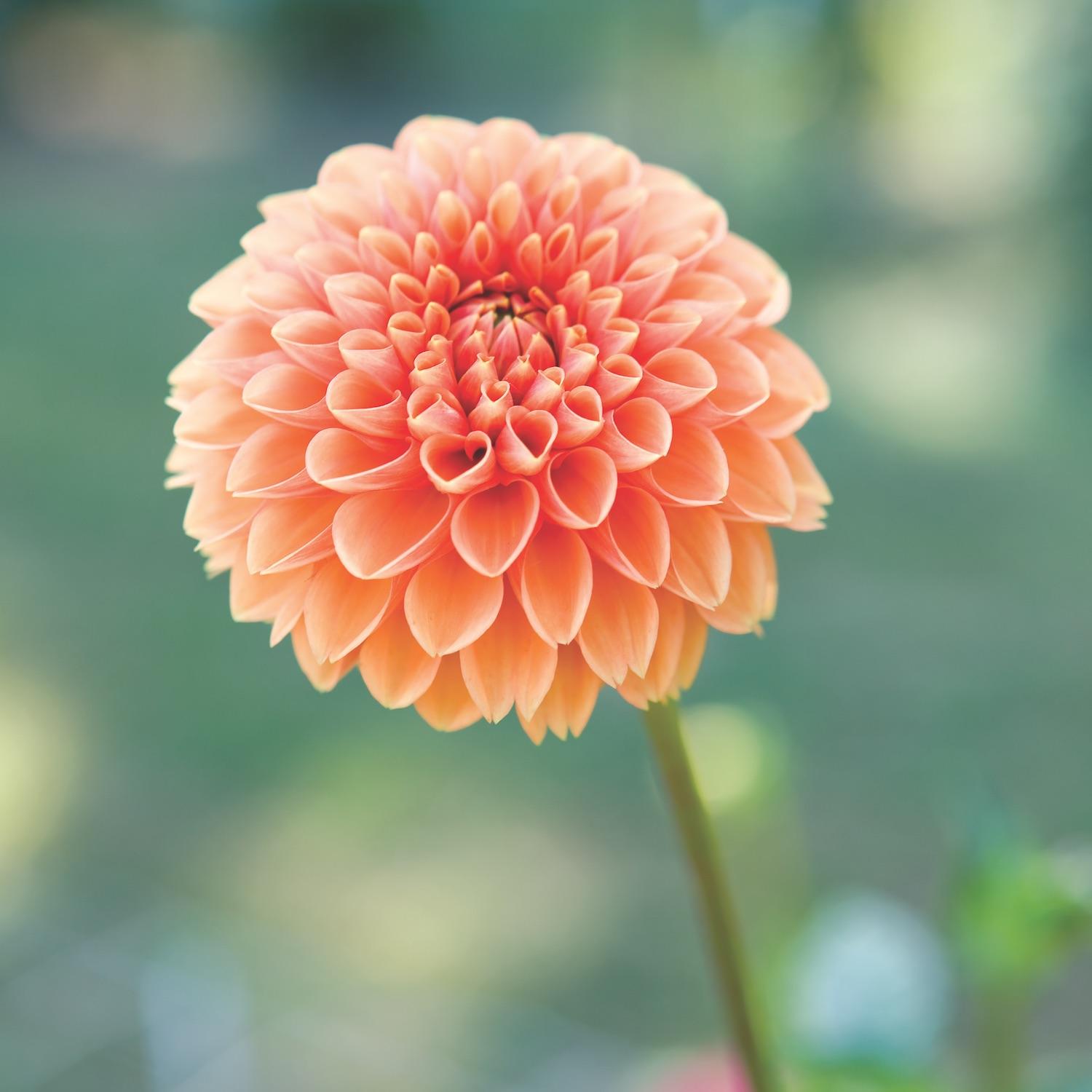 Tử vi Chủ nhật ngày 24/9/2018 của 12 con giáp: Tuổi Dần trục trặc, tuổi Mão may mắn-6