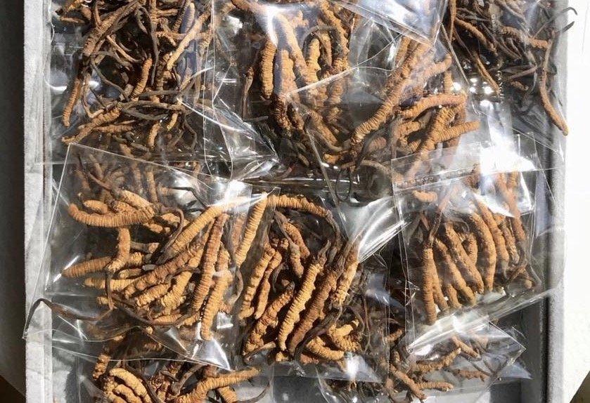 Loài cây xù xì, gai nhọn mọc đầy Việt Nam, thế giới gọi siêu thực phẩm-2