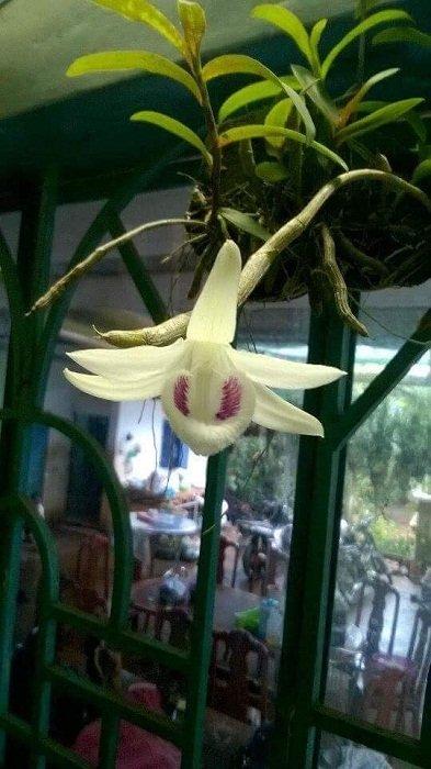 Chấn động: Đại gia Đà Nẵng bỏ 6,8 tỷ mua gốc lan đột biến 5 cánh trắng-2