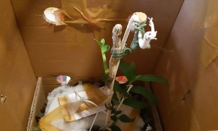 Chấn động: Đại gia Đà Nẵng bỏ 6,8 tỷ mua gốc lan đột biến 5 cánh trắng-3