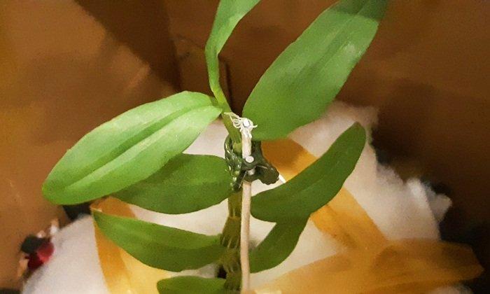 Chấn động: Đại gia Đà Nẵng bỏ 6,8 tỷ mua gốc lan đột biến 5 cánh trắng-4