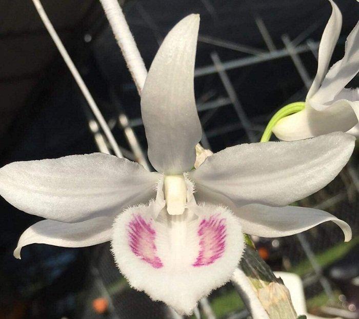 Chấn động: Đại gia Đà Nẵng bỏ 6,8 tỷ mua gốc lan đột biến 5 cánh trắng-7