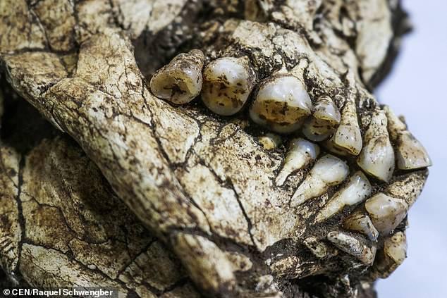 Phát hiện bộ xương 6.000 năm tuổi còn nguyên vẹn dưới công trường xây dựng-2