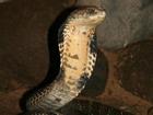 Dựng tóc gáy vây bắt rắn hổ mang dài 2 mét ở Lạng Sơn