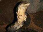 Dựng tóc gáy vây bắt rắn hổ mang dài 2 mét ở Lạng Sơn