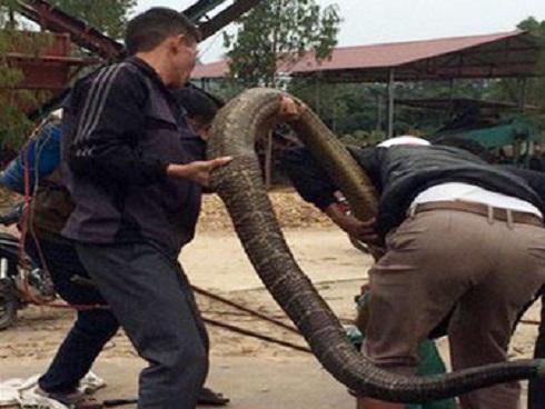 Dựng tóc gáy vây bắt rắn hổ mang dài 2 mét ở Lạng Sơn-2