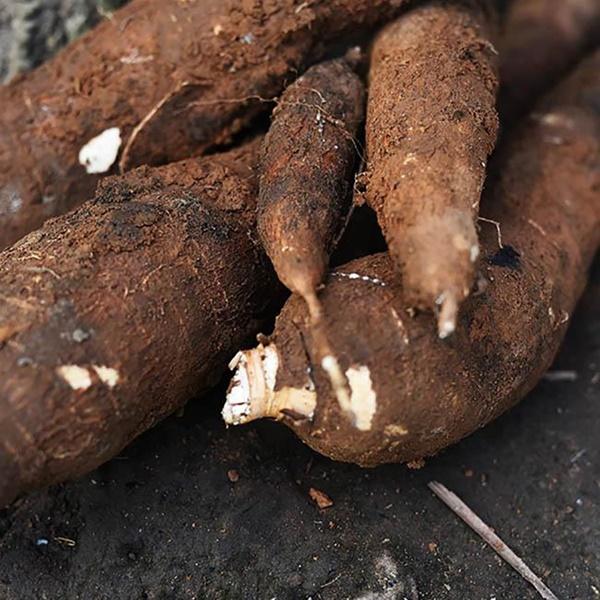 Tuyệt đối không ăn sống 9 thực phẩm này kẻo có ngày hối hận-2