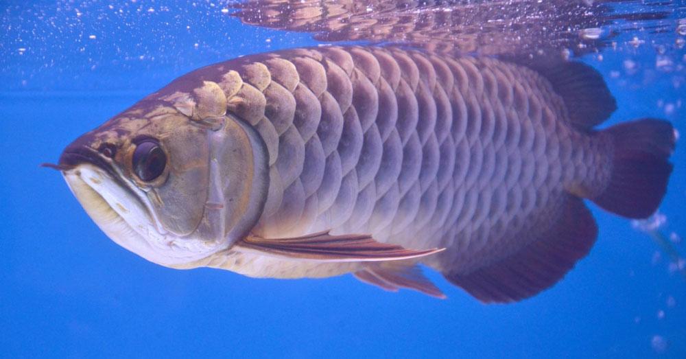 Ly kỳ cá rồng báo trước hiểm họa, giới siêu giàu chi tiền tỷ săn lùng-1