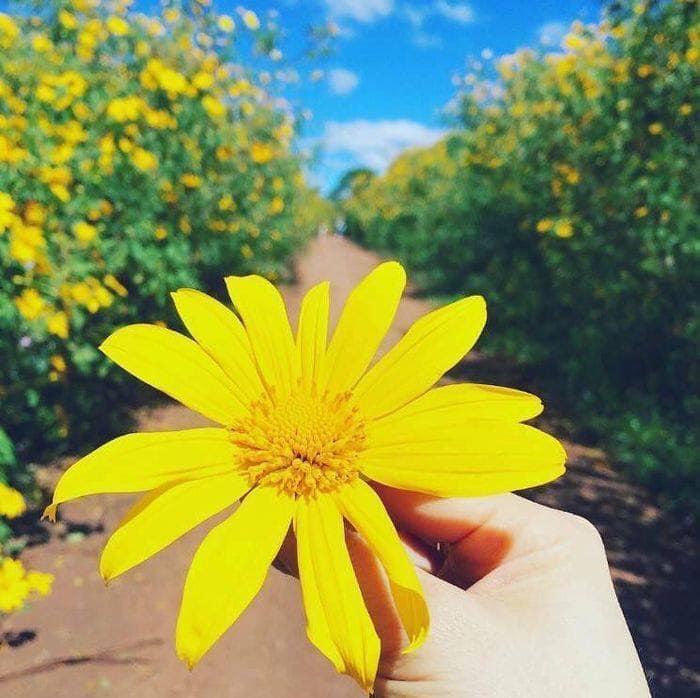 Tháng 10 rồi rủ bạn thân đến Ba Vì để ngắm hoa dã quỳ thôi-1