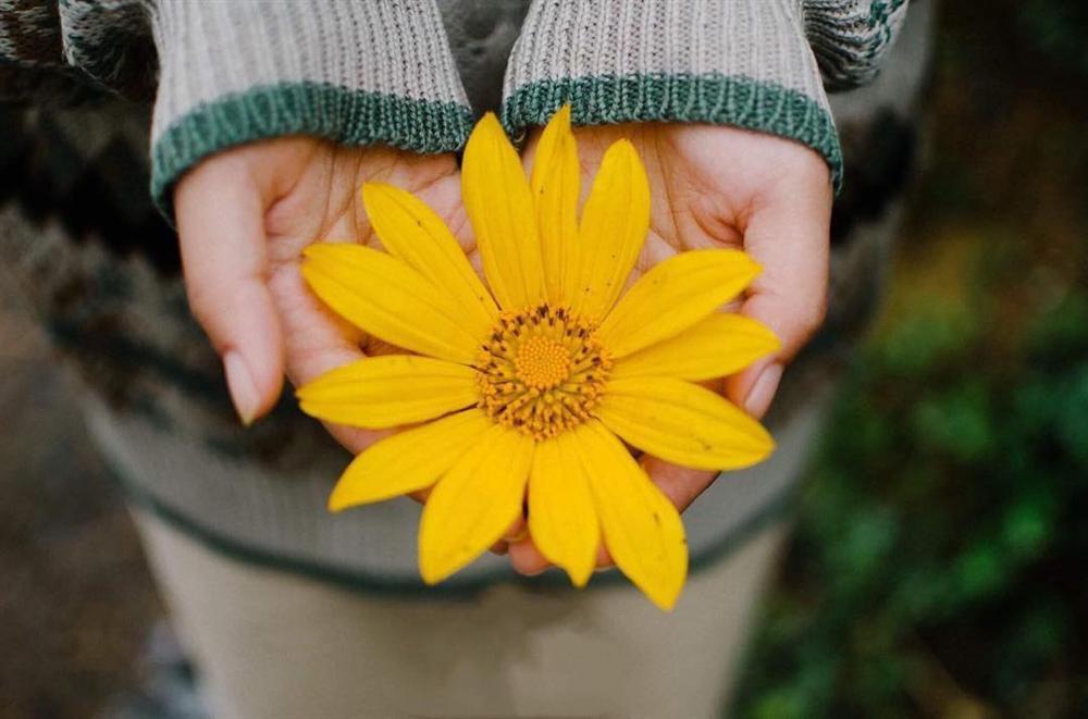 Tháng 10 rồi rủ bạn thân đến Ba Vì để ngắm hoa dã quỳ thôi-5