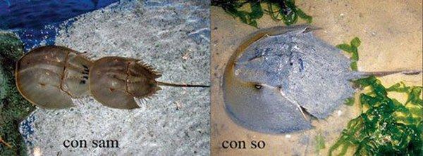 Người đàn ông giãn đồng tử tưởng chết bất ngờ hồi sinh trở lại-2