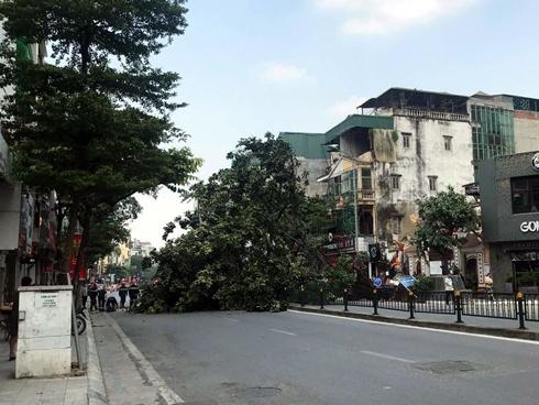 Hà Nội: Cây đa trước đền cổ đổ gục, đường ống dây cáp lộ thiên