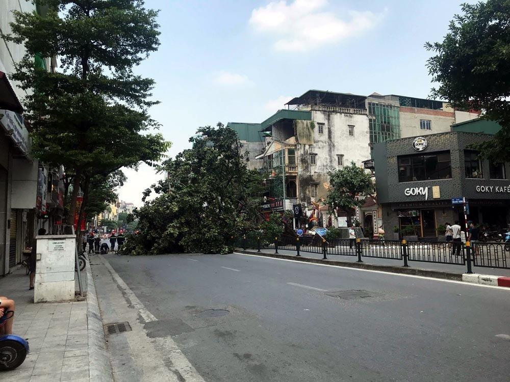 Hà Nội: Cây đa trước đền cổ đổ gục, đường ống dây cáp lộ thiên-1