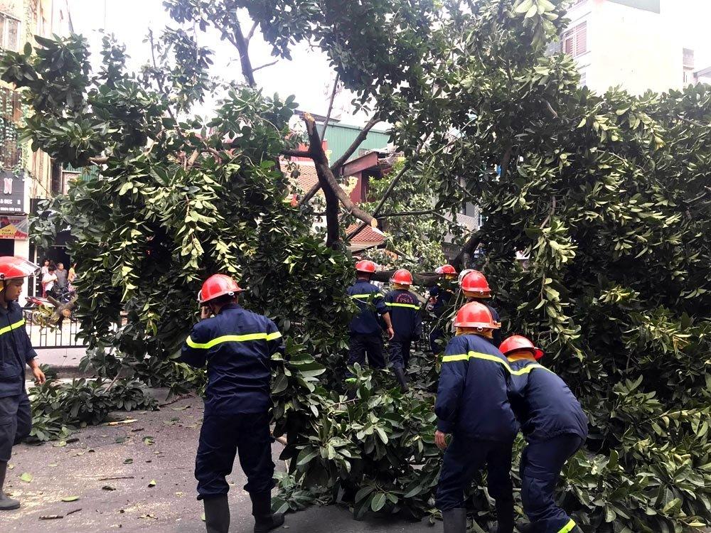 Hà Nội: Cây đa trước đền cổ đổ gục, đường ống dây cáp lộ thiên-3