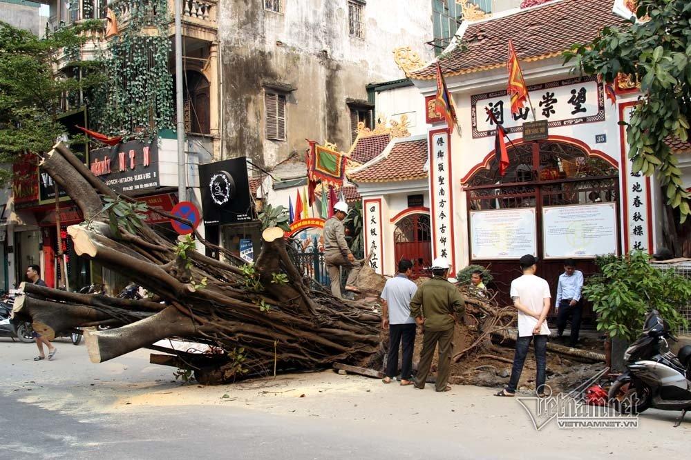 Hà Nội: Cây đa trước đền cổ đổ gục, đường ống dây cáp lộ thiên-4