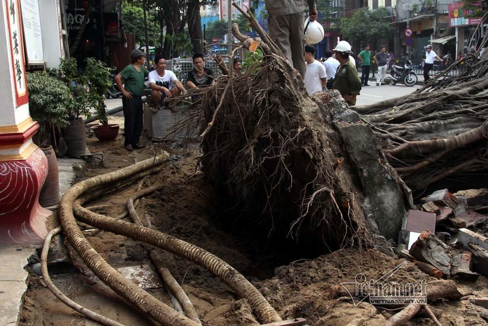 Hà Nội: Cây đa trước đền cổ đổ gục, đường ống dây cáp lộ thiên-5