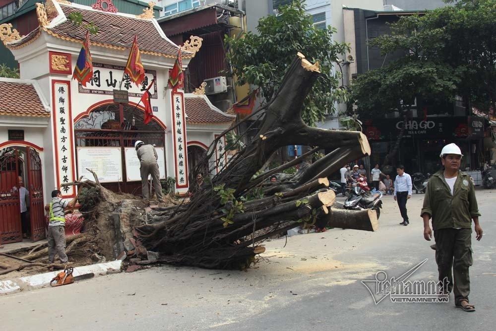 Hà Nội: Cây đa trước đền cổ đổ gục, đường ống dây cáp lộ thiên-6