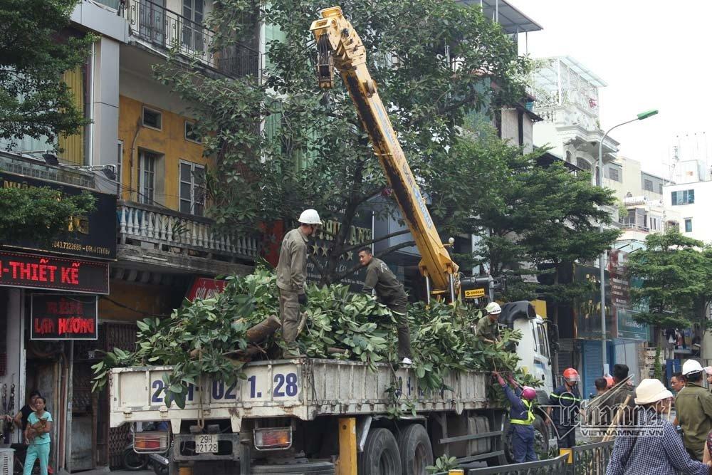 Hà Nội: Cây đa trước đền cổ đổ gục, đường ống dây cáp lộ thiên-7