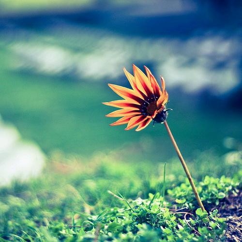 Tử vi thứ ba ngày 9/10/2018 của 12 con giáp: Tuổi Thân thỏa hiệp, tuổi Dậu chớ tham lam-4