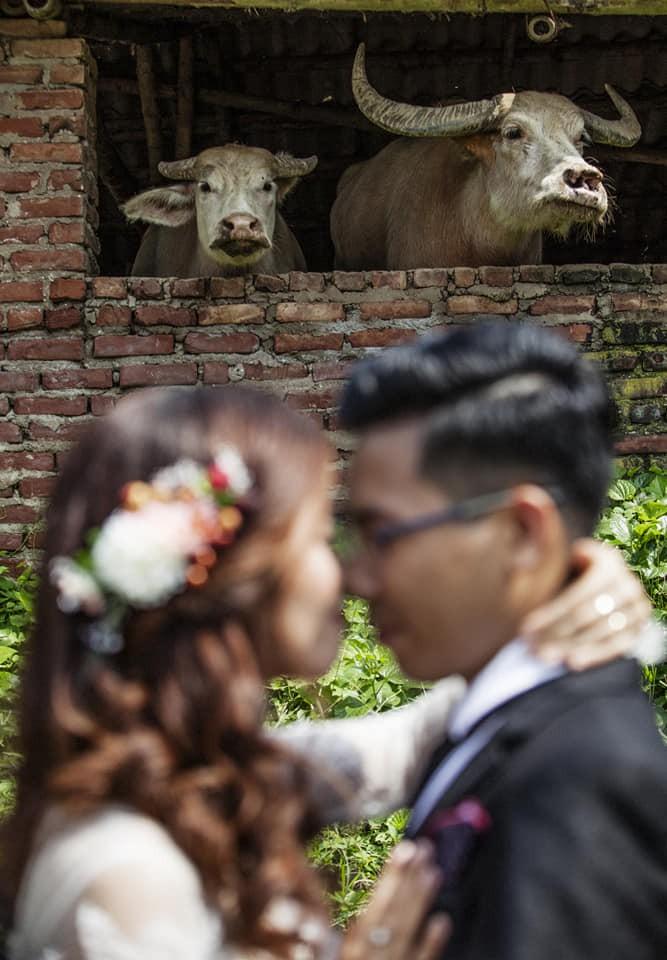 Bức ảnh hot nhất mạng xã hội hôm qua: Cô dâu, chú rể là kép phụ làm nền cho hai chú trâu phía sau-1