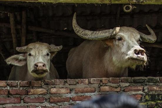 Bức ảnh hot nhất mạng xã hội hôm qua: Cô dâu, chú rể là kép phụ làm nền cho hai chú trâu phía sau-2