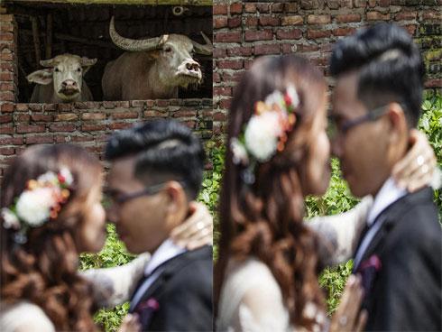 Bức ảnh hot nhất mạng xã hội hôm qua: Cô dâu, chú rể là 'kép phụ' làm nền cho hai chú trâu phía sau