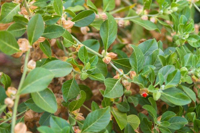 Vua chúa và nhà giàu thời xưa chữa yếu sinh lý thế nào?-3