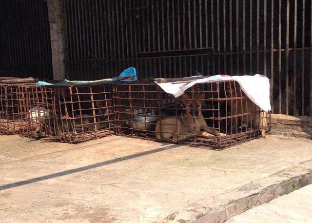 Biến động lớn ở làng giết chó lớn nhất nhì Bắc Bộ-2