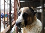 Biến động lớn ở làng giết chó lớn nhất nhì Bắc Bộ