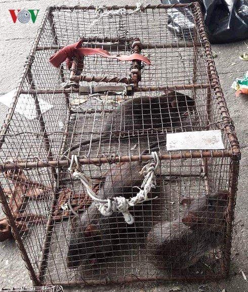 Đặc sản thịt chuột: Món ngon lạ miệng, ẩn họa khôn lường-2