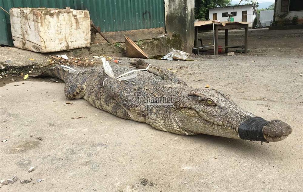 Ớn lạnh cảnh chích điện giết cá sấu ở thủ phủ đá đỏ-1