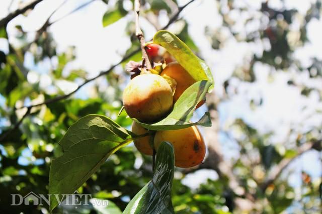 Có một mùa hồng Đà Lạt - đặc sản trứ danh khiến vạn người mê đắm-6