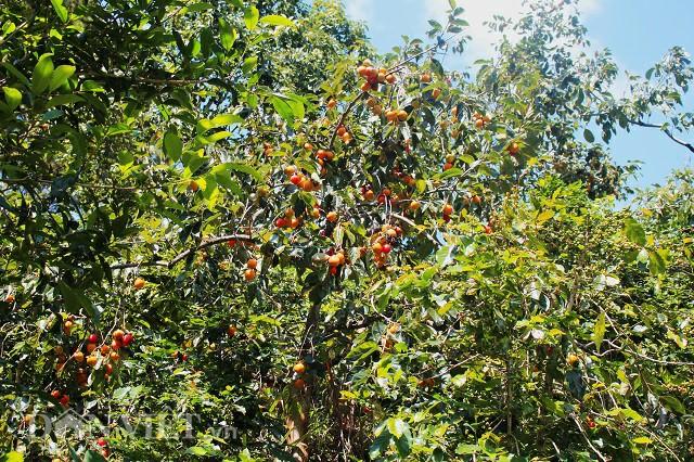 Có một mùa hồng Đà Lạt - đặc sản trứ danh khiến vạn người mê đắm-1