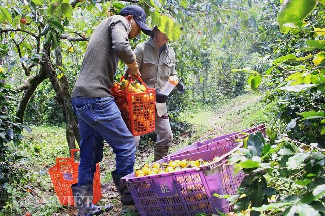 Có một mùa hồng Đà Lạt - đặc sản trứ danh khiến vạn người mê đắm-3