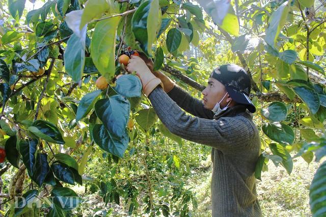 Có một mùa hồng Đà Lạt - đặc sản trứ danh khiến vạn người mê đắm-4