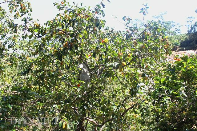 Có một mùa hồng Đà Lạt - đặc sản trứ danh khiến vạn người mê đắm-7