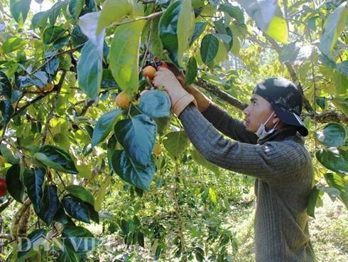 Về miền gái đẹp Tây Đô thưởng thức món ngon trứ danh-5