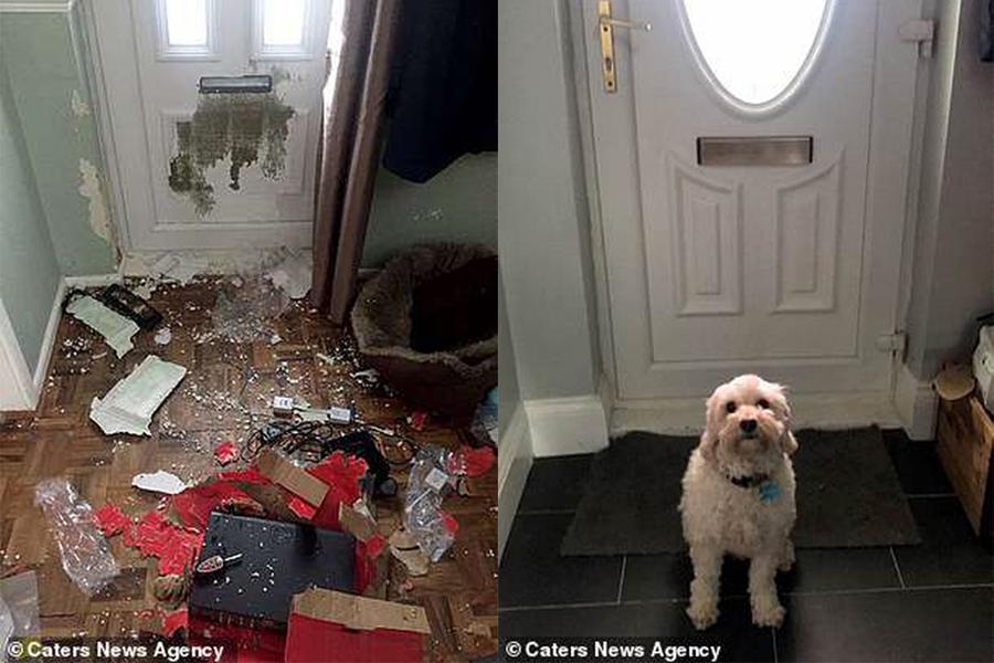 Chú chó phá nát căn nhà, chủ nhân chi 46 triệu đồng sửa chữa vẫn không trách nửa lời-1