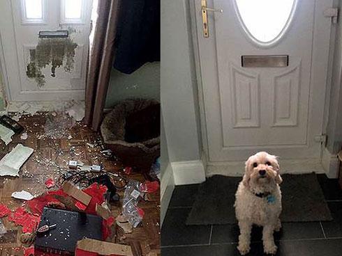 Chú chó phá nát căn nhà, chủ nhân chi 46 triệu đồng sửa chữa vẫn không trách nửa lời