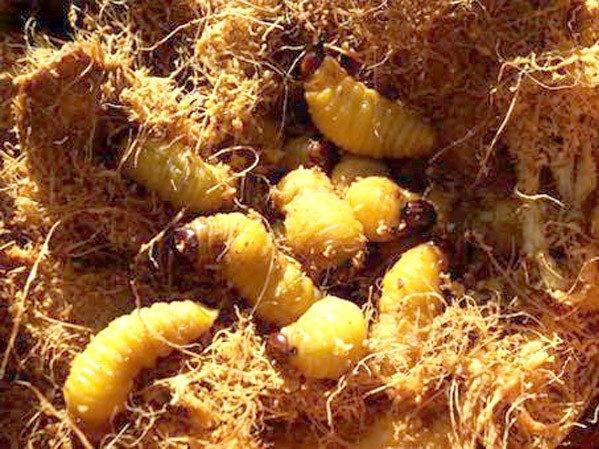 Sâu béo nhung nhúc: Đặc sản kinh hoàng, dân Việt nhậu lai rai-6