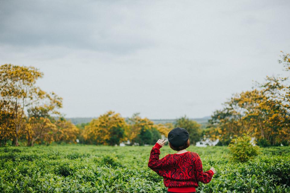 Đến Gia Lai ngất ngây trước rừng hoa muồng vàng rực-1