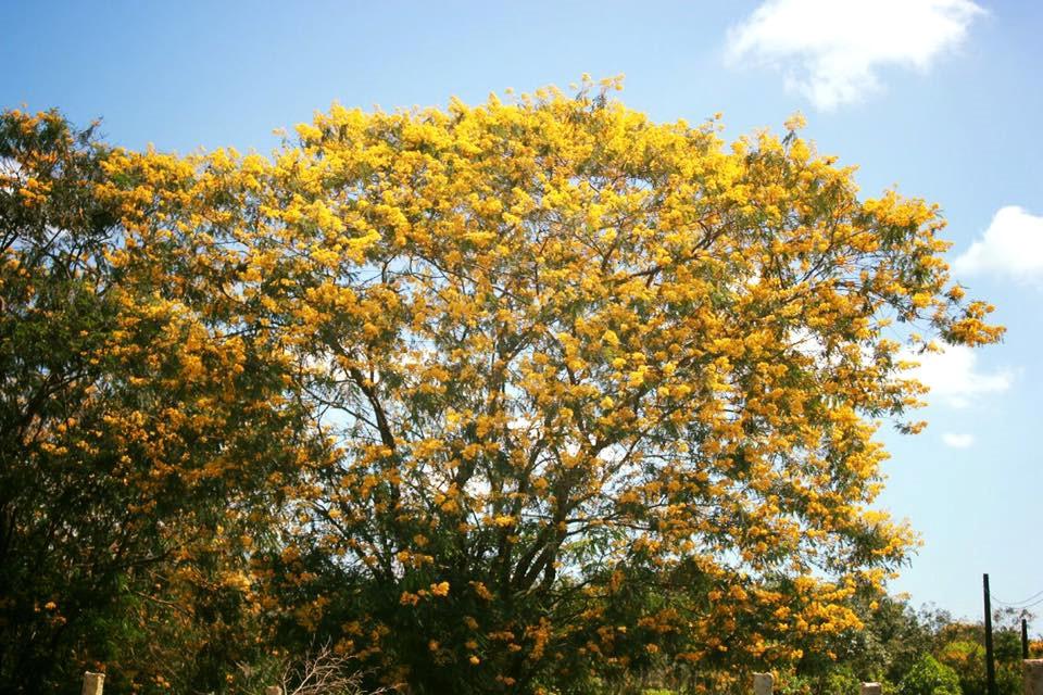 Đến Gia Lai ngất ngây trước rừng hoa muồng vàng rực-4
