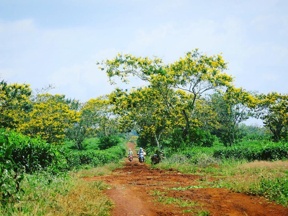 Đến Gia Lai ngất ngây trước rừng hoa muồng vàng rực-7