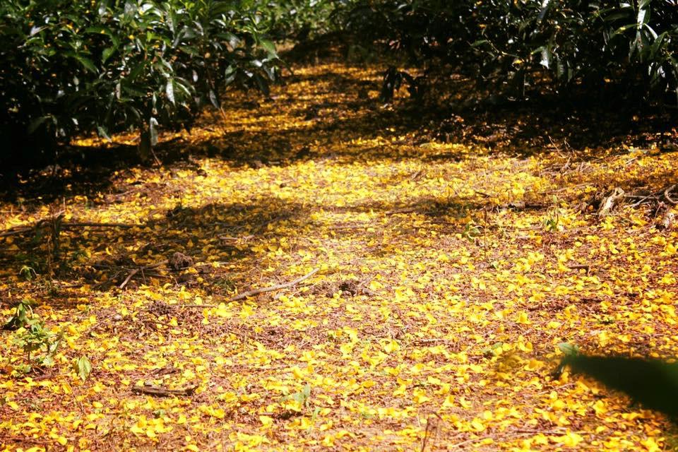 Đến Gia Lai ngất ngây trước rừng hoa muồng vàng rực-9