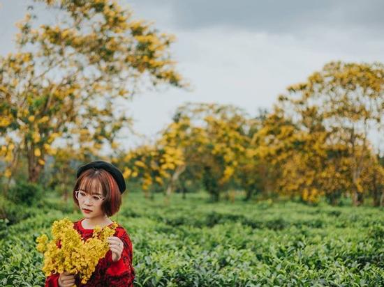 Đến Gia Lai ngất ngây trước rừng hoa muồng vàng rực