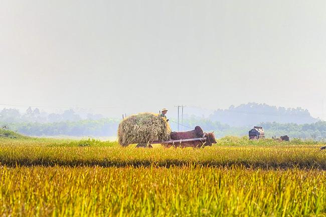 Ảnh: Khung cảnh ngày mùa vàng rực ở xứ Nghệ-2