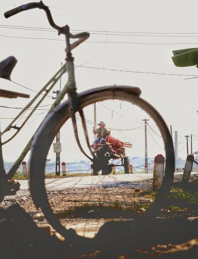 Ảnh: Khung cảnh ngày mùa vàng rực ở xứ Nghệ-3